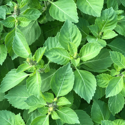 SUNWAN Organic Tulsi | Holy Basil Rama Tulsi /रामा तुलसी Plant Seed(50 per packet)