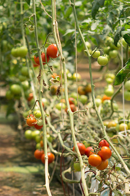 Iris Hybrid Seeds tomato Seed(55 per packet)
