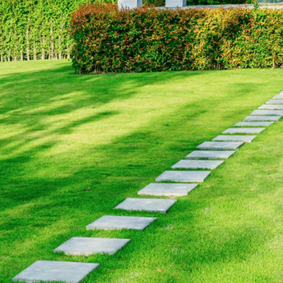 PMA Maxican Carpet Grass Seeds, Grass Seeds for Playground Seed(14000 per packet)