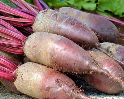WINR Beetroot 'Cylindra' Seed(150 per packet)