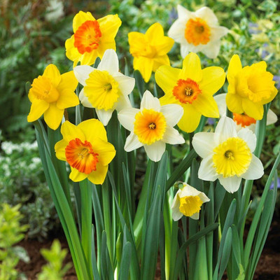 zabbus Daffodil Flower Bulbs for Winter Season Mixed Seed(2 per packet)