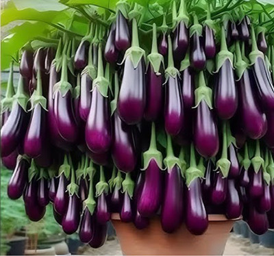 KUSH Saktiman Brinjal Seeds Seed(1350 per packet)