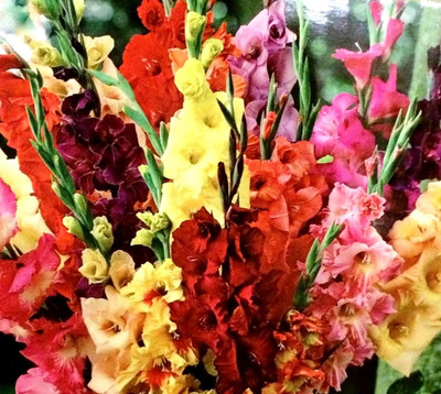 Cloud Farm GLADIOULUS Seed(3 per packet)