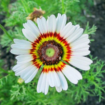 Aywal Chrysanthamum Mix/Chamanti Seed(10 per packet)