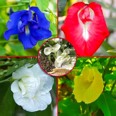 Seedsilk Aparajita seeds all colours, Mixed all colour combo Seed(44 per packet)