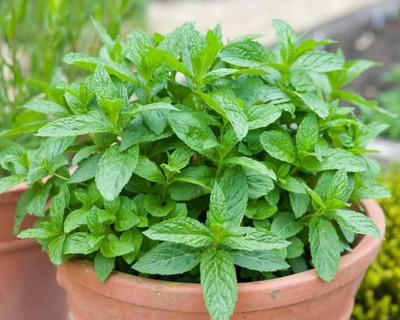 LPR PUDINA,MINT Seed(100 per packet)