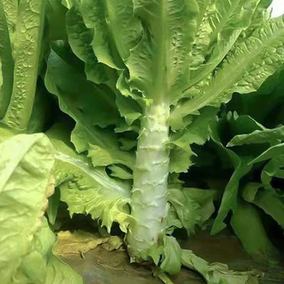 VibeX ® LXI-821 Asparagus Lettuce or Big Stem Lettuce Seed(200 per packet)