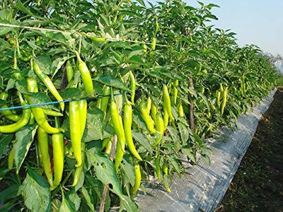 WILLVINE VNR -I Farm Hybrid Chilli/Pepper Jwala[5gm, 1000 Seeds] Seed(1000 per packet)