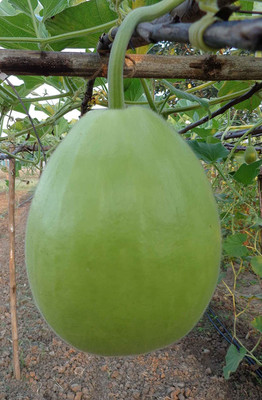 KANAYA Round Bottle Gourd Lauki Hybrid Vegetable Seed(80 per packet)