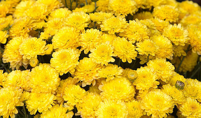 dvk marigold/gende ka phool flower seeds Seed(50 per packet)
