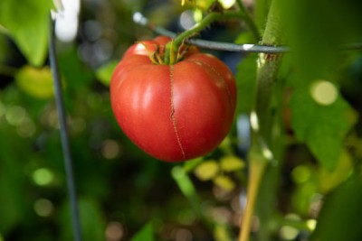 gothali tomato Seed(155 per packet)