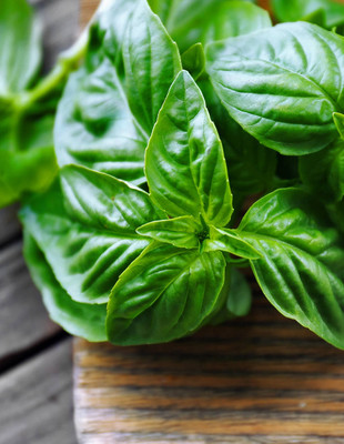 Qualtivate XLR-19 MARSEILLAIS DWARF BASIL Seed(1000 per packet)