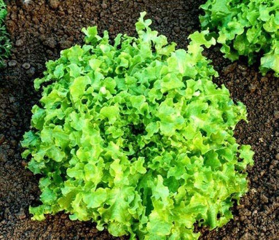 CYBEXIS Italian Lettuce Green Salad Bowl (Lactuca Sativa)2000 Seeds Seed(2000 per packet)