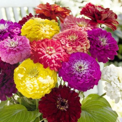 Quentova Zinnia Giant F1 Mixed-KTK-9J Seed(100 per packet)