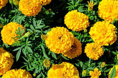 PLANTBEES marigold/gende ka phool flower seeds Seed(50 per packet)