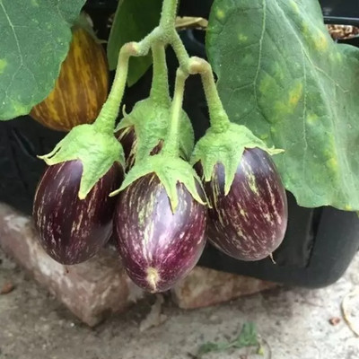 Aro Brinjal CVK, Brinjal Purple round, Eggplant Seed(280 per packet)
