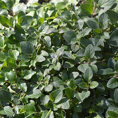 CYBEXIS TLX-7 - Italian Oregano - (1350 Seeds) Seed(1350 per packet)