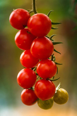 TREECARE tomato Seed(25 per packet)