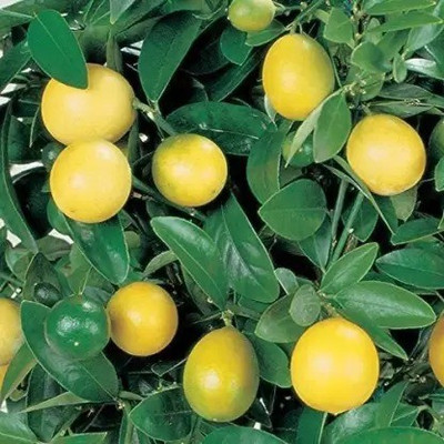 Chalisa Lemon, Nimbu Seed(82 per packet)