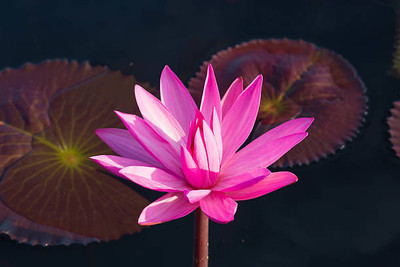 INTRA lotus,kamal gatta Seed(11 per packet)