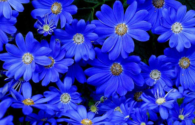 CYBEXIS Blue Daisy Seeds Seed(50 per packet)
