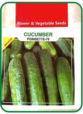 WILLVINE XL-836 Poinsette CUCUMBER |Easy To Grow Seed(200 per packet)