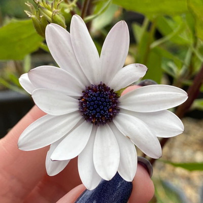Epazo F1 Hybrid Good Germination (Dimorphotheca) Seed(100 per packet)