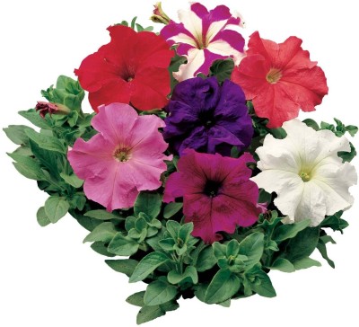 XOLDA Petunia Mix Flower Seed(25 per packet)