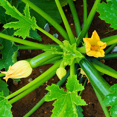 WILLVINE LXI-619 Squash (Summer) - Black Beauty Zucchini Seed(100 per packet)