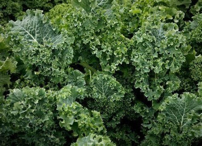 WILLVINE SYN -IV Dwarf Siberian Kale Seeds [25g] Seed(7500 per packet)