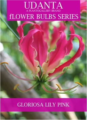 Udanta Gloriosa Lily - Flaming Lily Bulbs Climbing For Home - Pack of 10 Bulbs Seed(10 per packet)