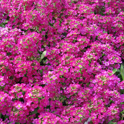 Aywal Alyssum F1 Hybrid Flower Seed(30 per packet)