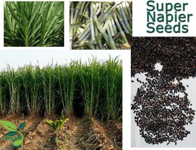 EasySeeds Super Napier Grass,Hybrid Grass,Australian Red Napier Grass,Elephant Grass Seed(1800 per packet)