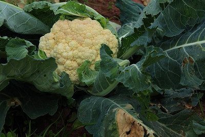 SGPM Collections white cauliflower,gobhee seeds Seed(14 per packet)