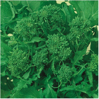 WILLVINE HUA -VII Rapini Broccoli Seeds [10g] Seed(3000 per packet)