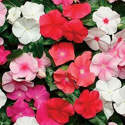 Aywal Vinca Deep Red/ Sadabahar Seed(60 per packet)