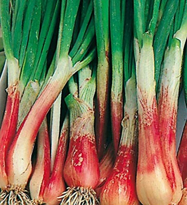 CYBEXIS Seeds of Vegetable Spring Onion North Holland Blood Red4000 Seeds Seed(4000 per packet)