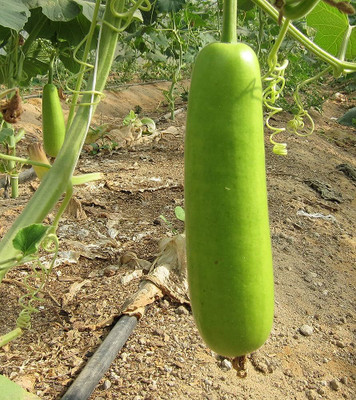Seedsqlty Pot bottle gourd and seed Seed(12 per packet)