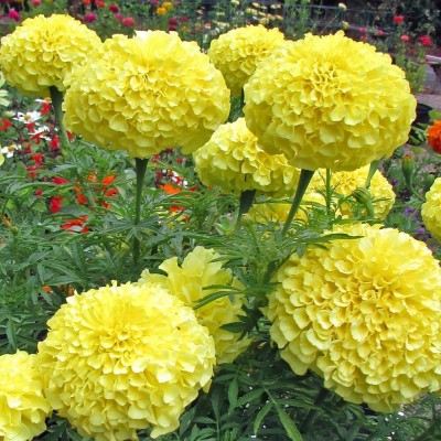 Lorvox Marigold White Flower Plant Seeds For Planting Seed(100 per packet)