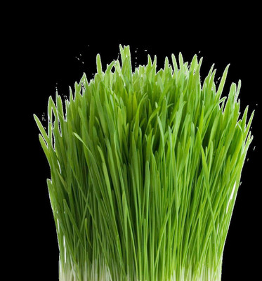VibeX ® XLR-63 Cat Grass Hard Red Winter Wheat Seed(2000 per packet)