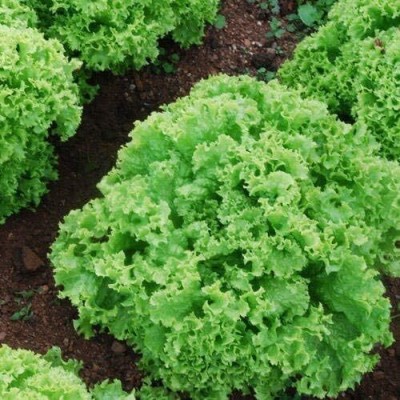 KNESSiN Lettuce Lollo Bionda Seed(200 per packet)