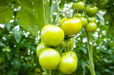 PMA tomato Seed(90 per packet)