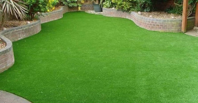 BDSresolve Buffalo grass seeds for lawn PACK OF 3096 Seed(51000 per packet)