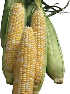 Qualtivate HUA-3A Sweet Corn Allure F1 Seeds Seed(400 per packet)