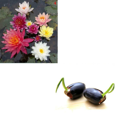 Qualtivate RES-2A Aquatic Mini Lotus Flowers Seeds Seed(25 per packet)