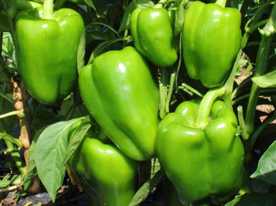 Kirat Capsicum Green Organic Seed(500 per packet)