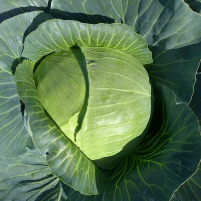 WILLVINE HAR -X CABBAGE DEEP SHIKHA-60/ PATTA GOBBI [50g] Seed(15000 per packet)