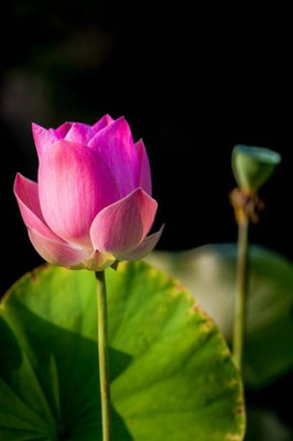 HOLIC STORE lotus,kamal gatta Seed(11 per packet)