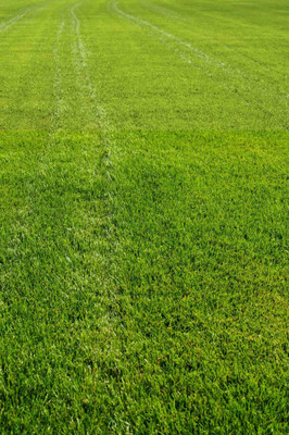 the green dotcom Bermuda Grass Seed For Lawn Seed(11050 per packet)