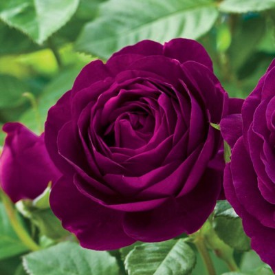 CYBEXIS GUA-83 - Purple Rose - (100 Seeds) Seed(100 per packet)